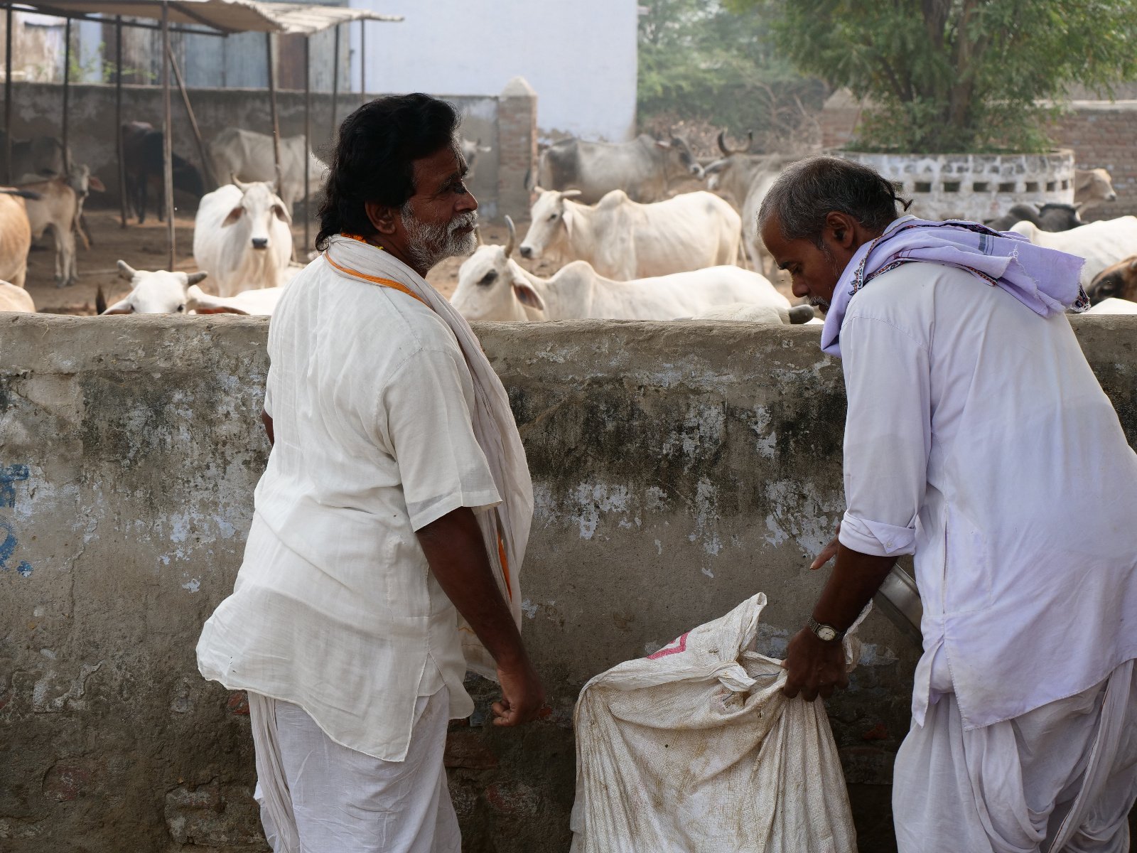  219 Gopashtami Radha kunda Govardhan 19.11.04